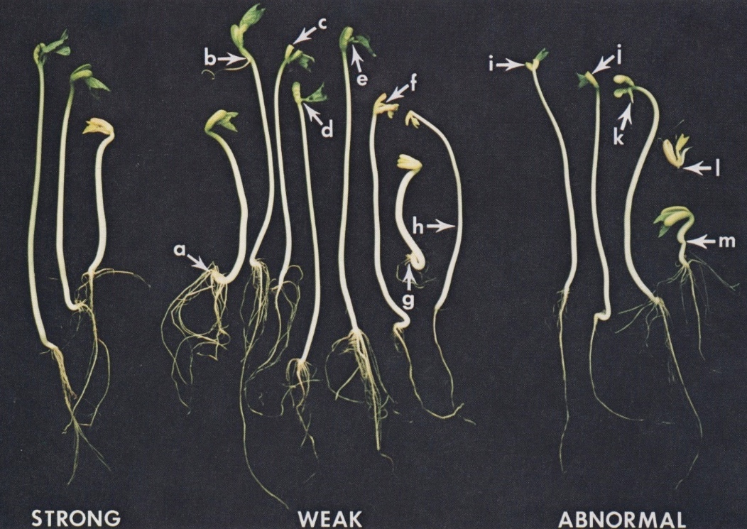 seedling-vigor-classification