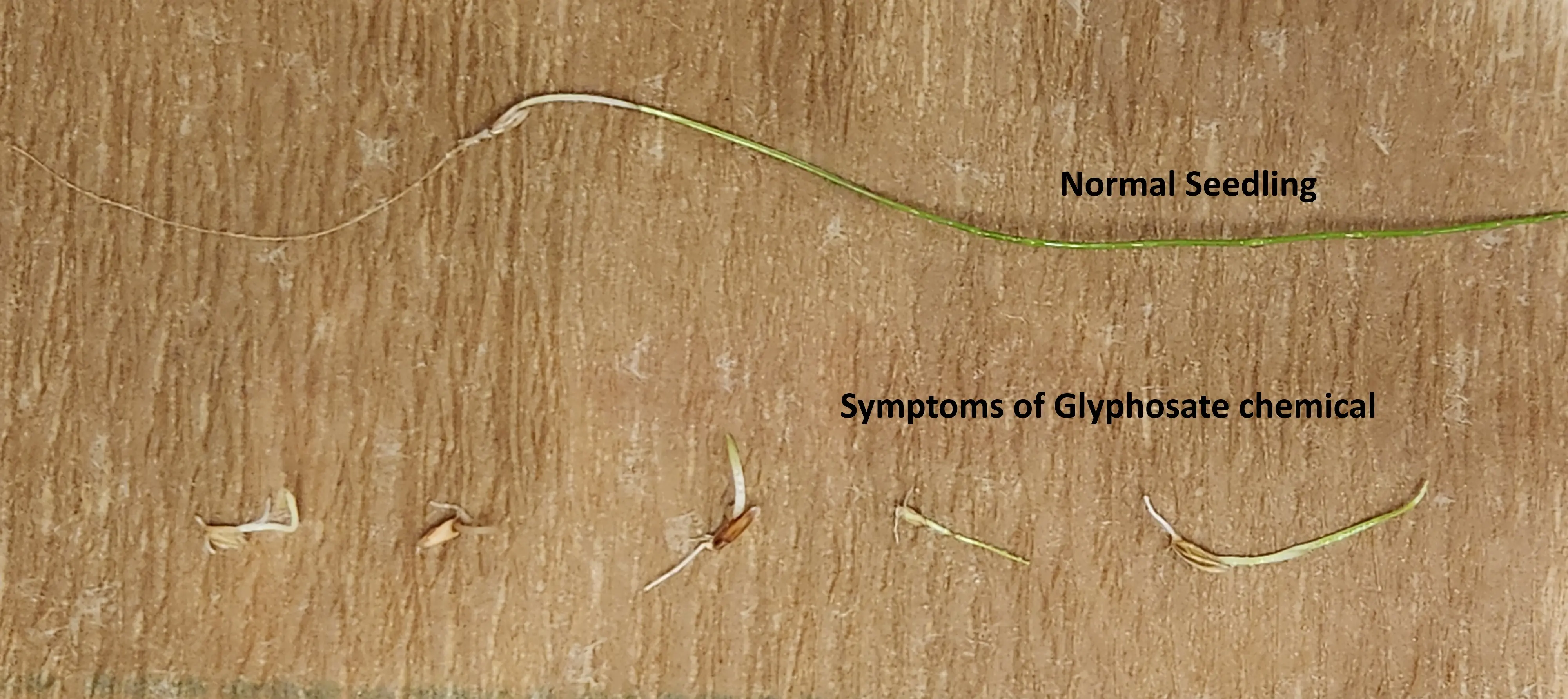 Example of normal seedlings (top) vs seedlings with symptoms of Glyphosate exposure (bottom)