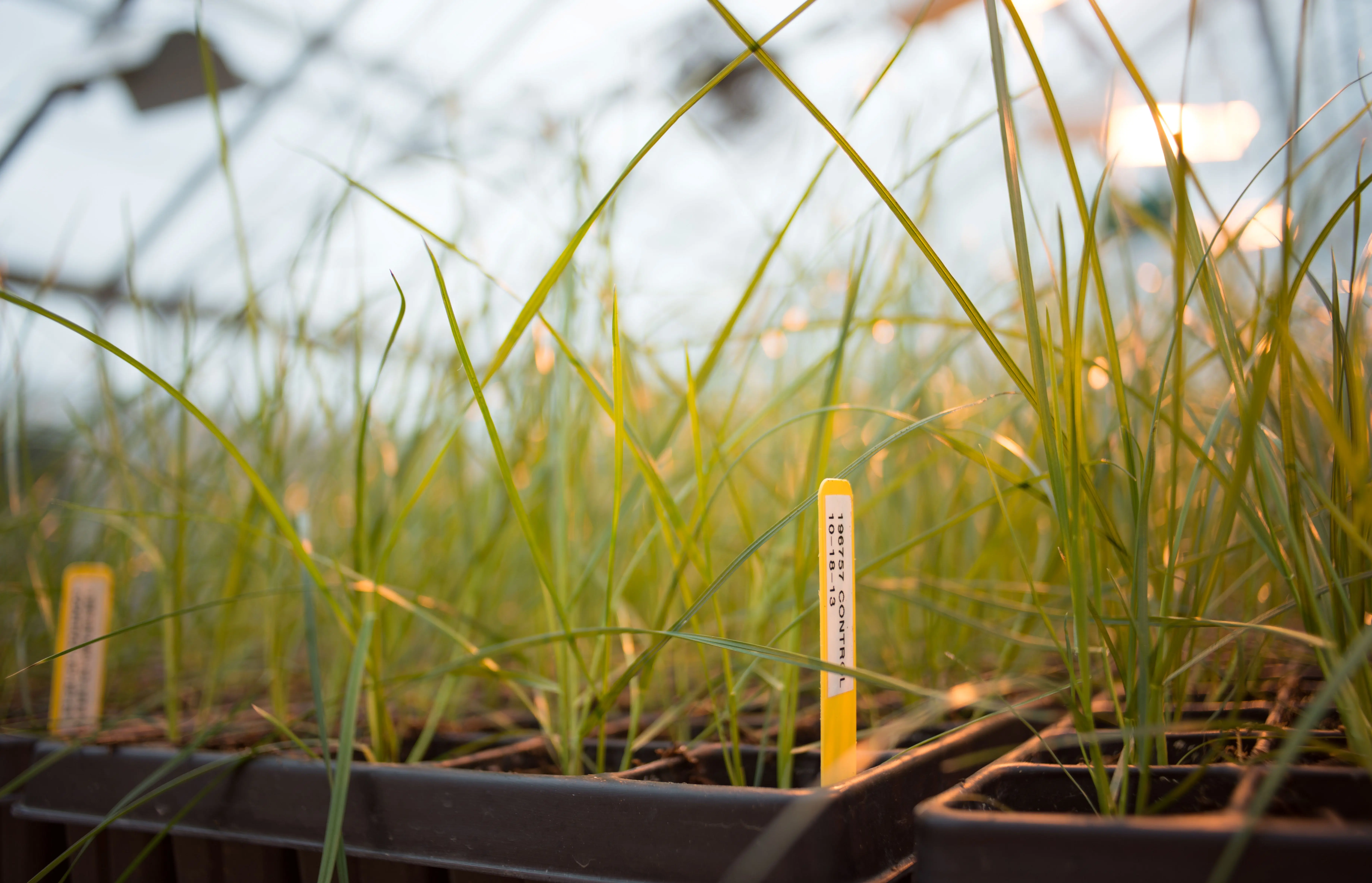 Tray of grass plants in a greenhouse