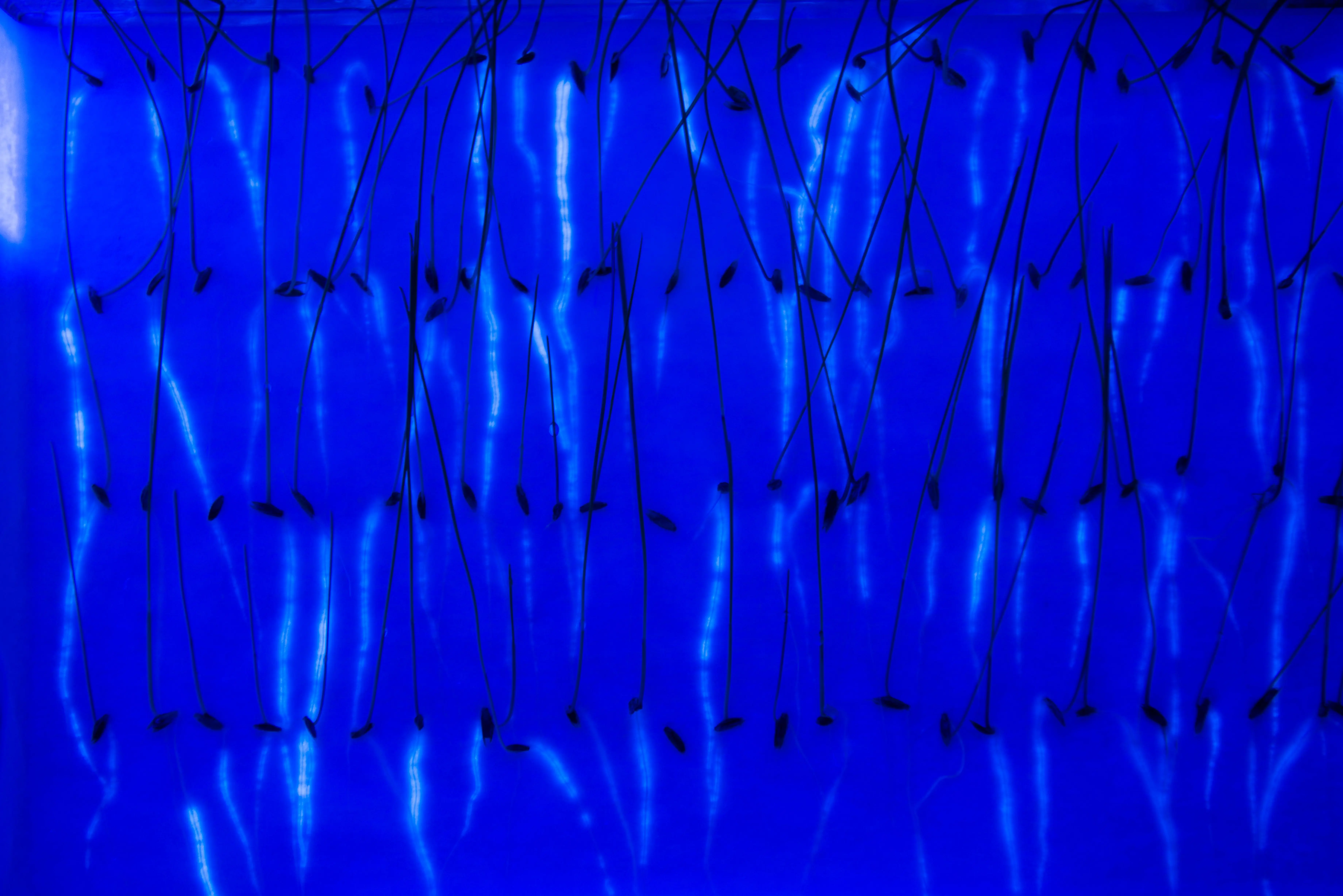 Tray of fluorescing seedlings under UV light