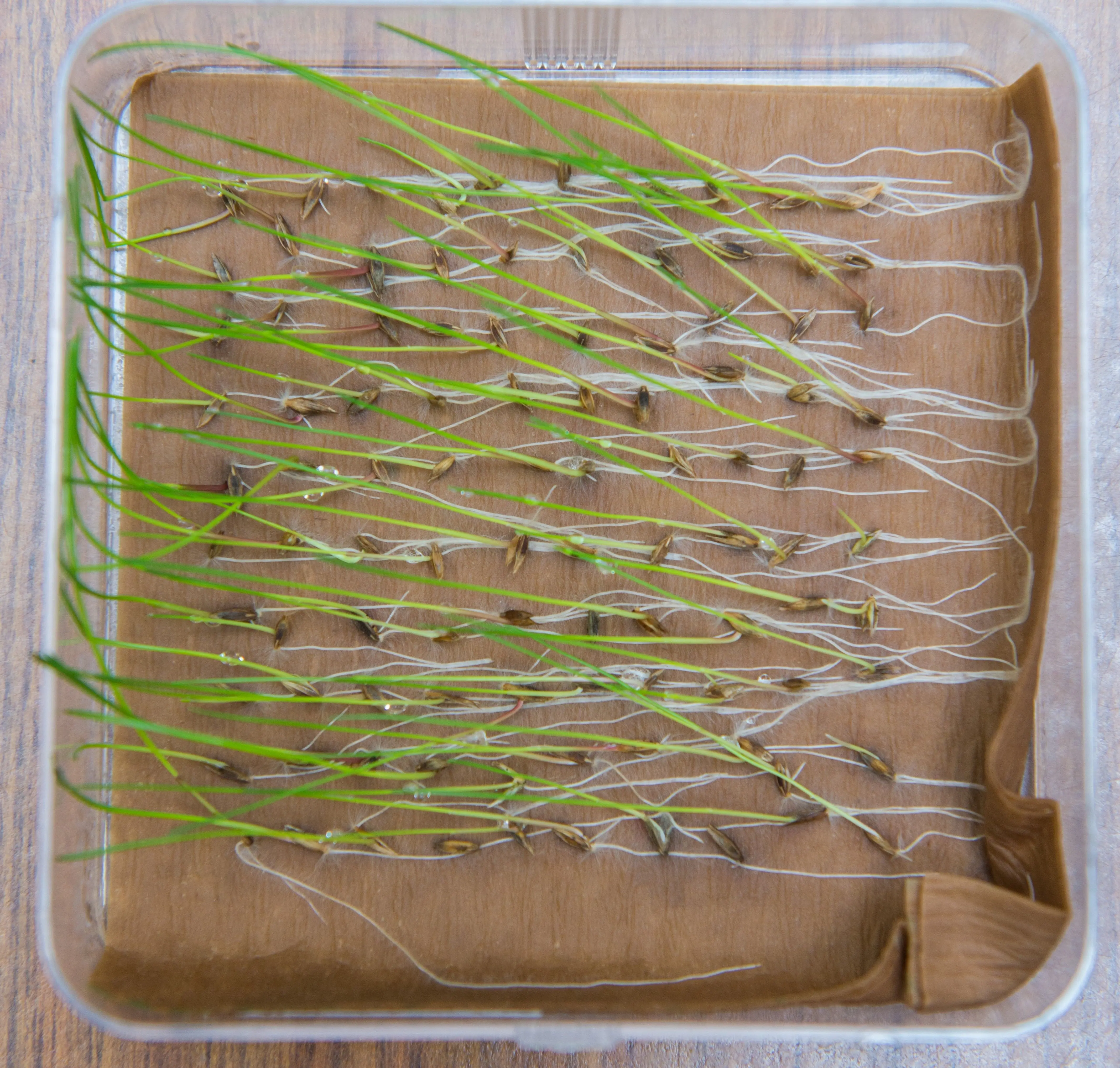 Germinated seedlings in a plastic tray