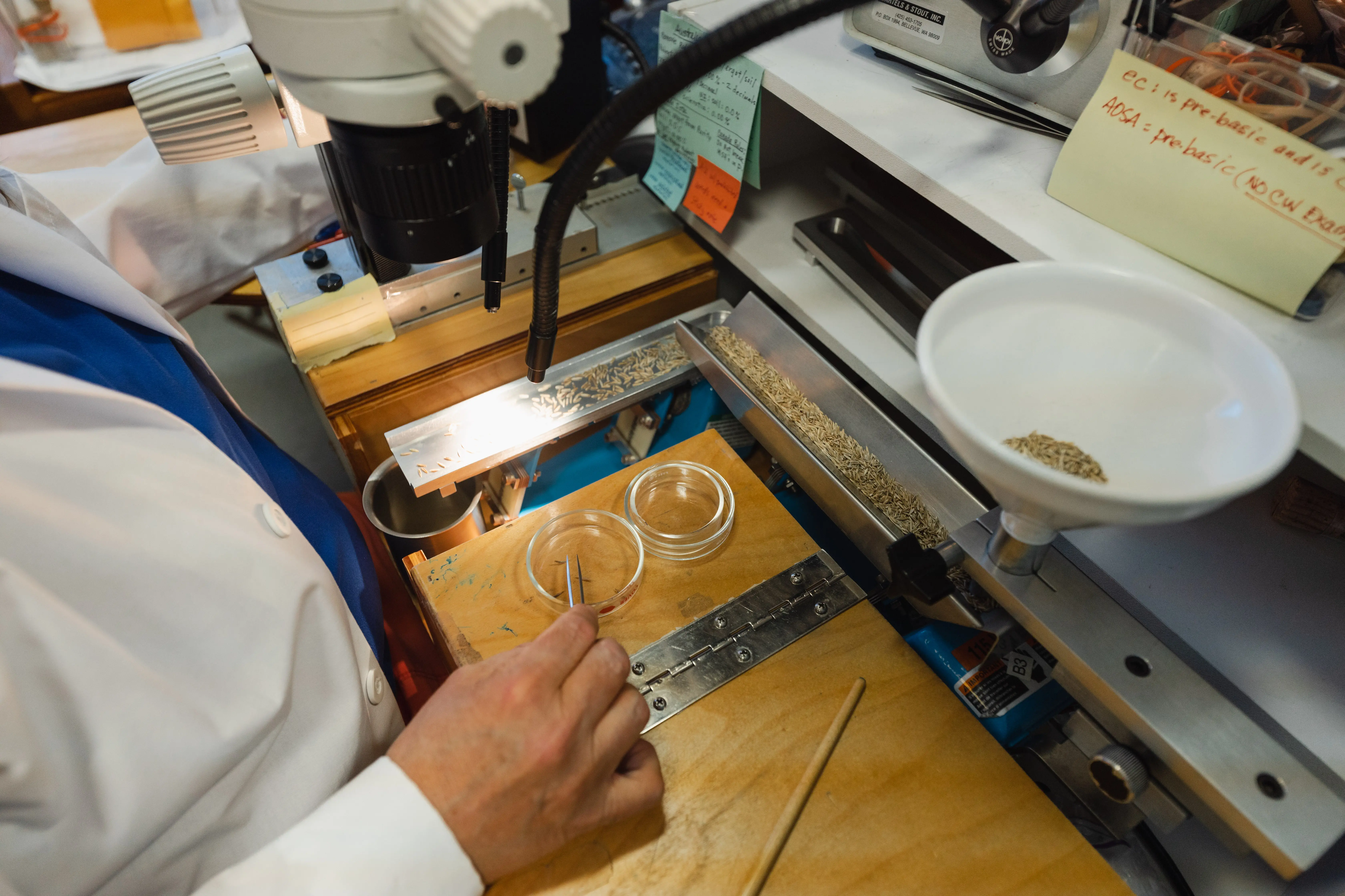 Analyst at Ergovision analyzing seeds on a tray