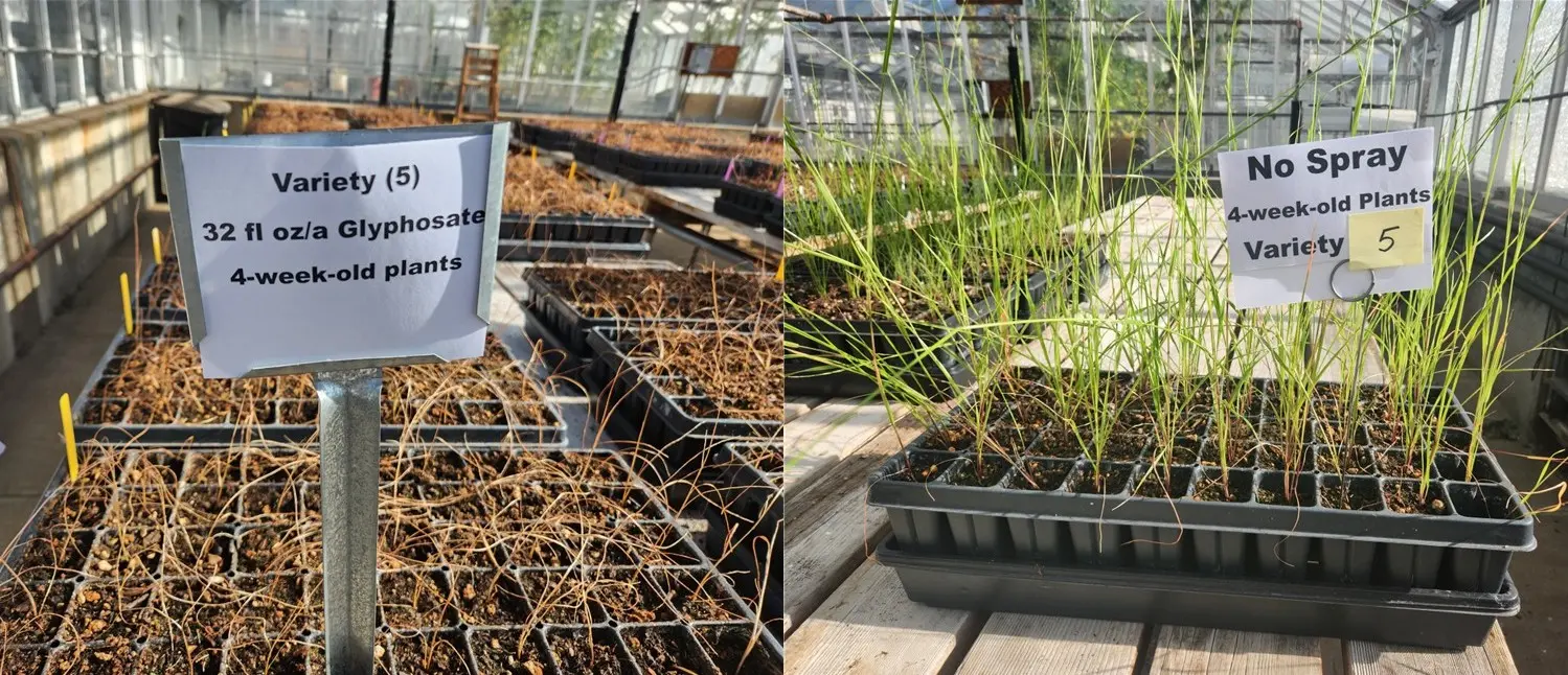 Two different images comparing the results of Glyphosate-susceptible seedlings with control seedlings