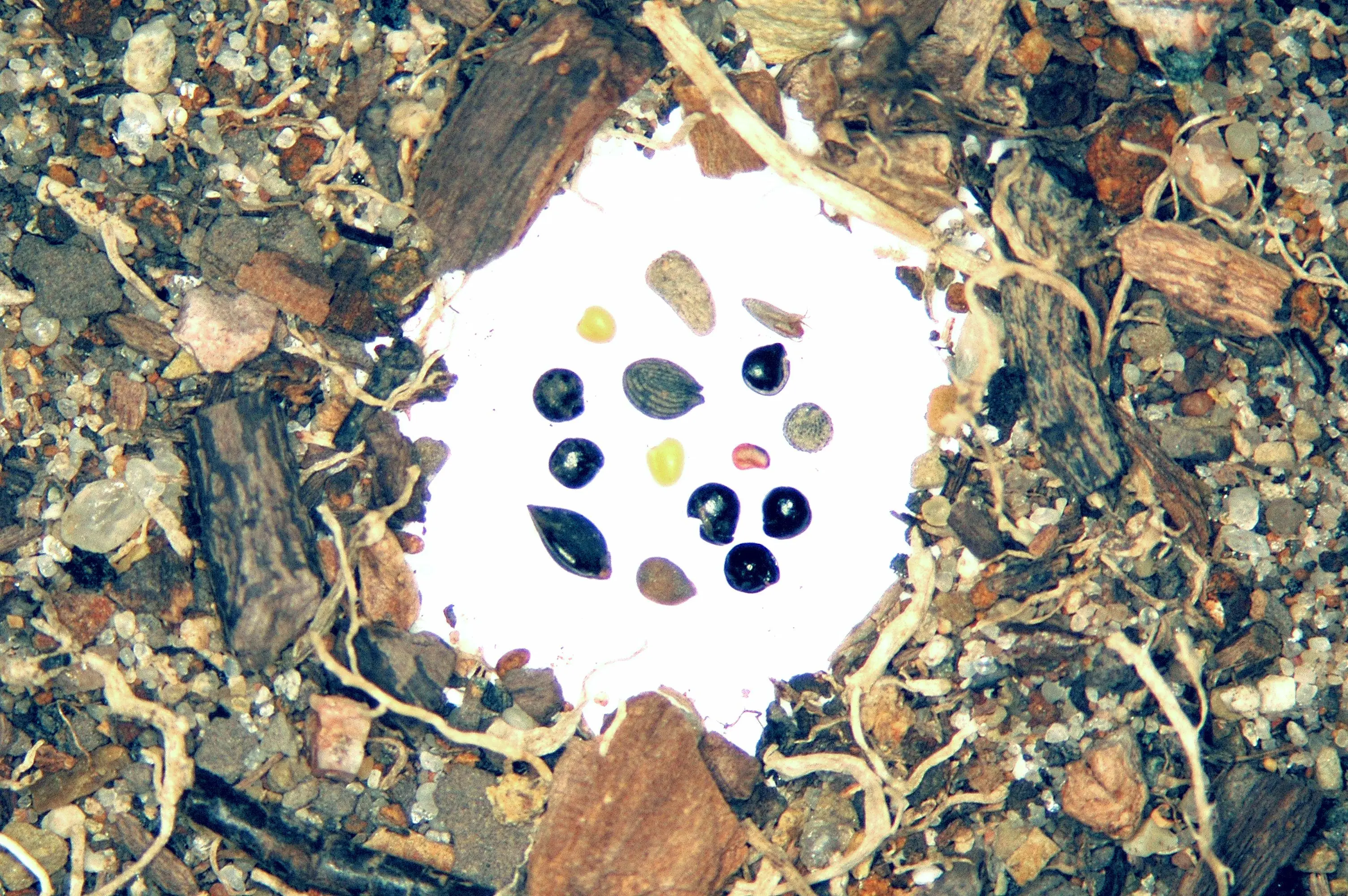 A selection of seeds in a soil-bank sample