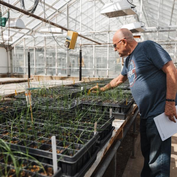 Dr. David Stimpson in a greenhouse inspecting grass seed planted in trays.