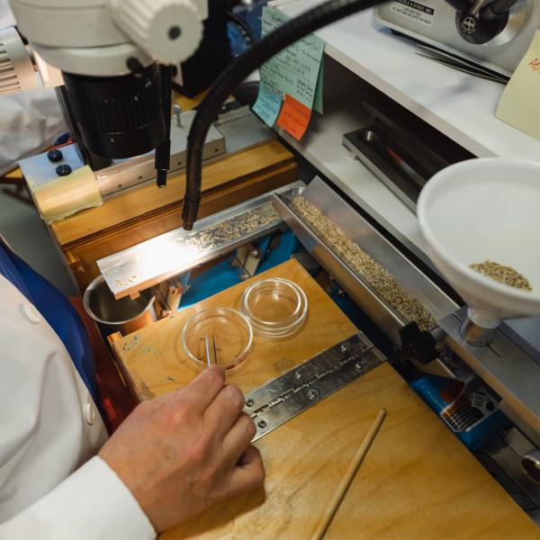 Seed analyst using an Ergovision system to separate seeds during purity testing